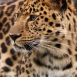 Leopard of Ifa