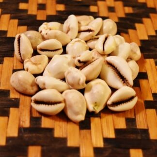 Yoruba Cowrie Shells Authentic set of 18 Ifa Divination Cowrie Shell Divination