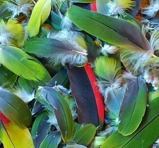 Green Parrot Feather Lot farinadeolokun.com